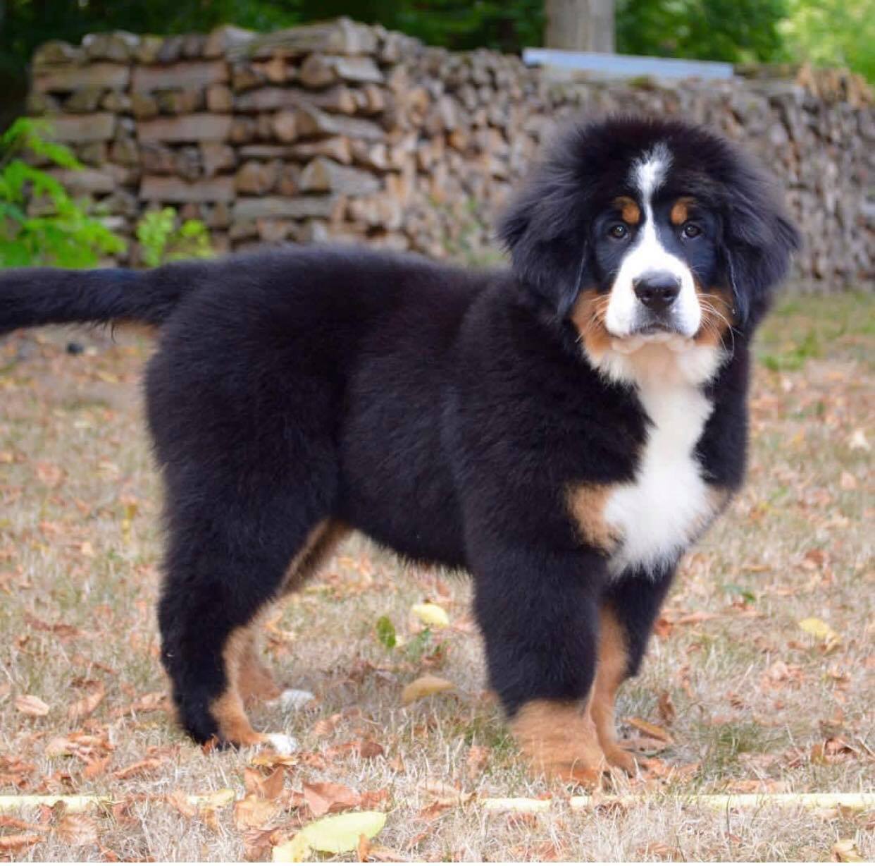 Heidi for carpathian elenberner